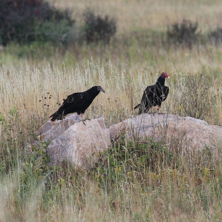 A pair of turkey vultures perch on pale pink granite boulders in an open grassland setting.