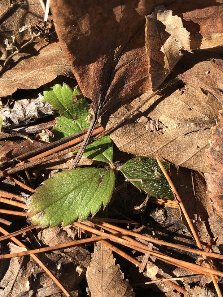 A single strawberry leaf with three leaflets is on the forest floor, partly obscured by brown dead leaves.