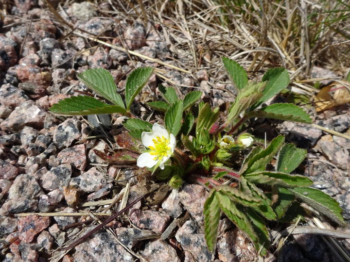This strawberry plant has an open flower and unfolding leaves. The flower has a yellow center and five white petals that are roughly round in shape.