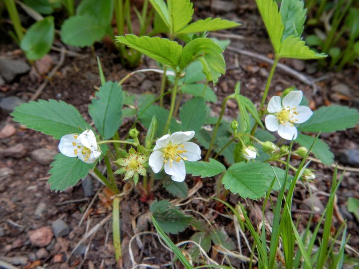 Strawberry plants grow low to the ground. This plant has several unopened flower buds, three open flowers, and one spent flower. The spent flower is a green star-shaped structure that remains after the petals have fallen off.