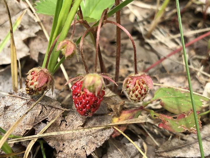 Virginia strawberries are small, often smaller than a thimble. This image has about five fruits, each one growing on a thin, nodding stem.
