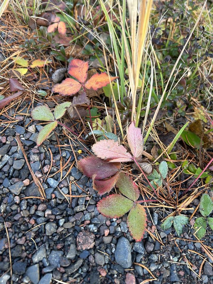 Strawberry plant with both green and red leaves. There are no signs of flower buds, open flowers, or fruits in this image.