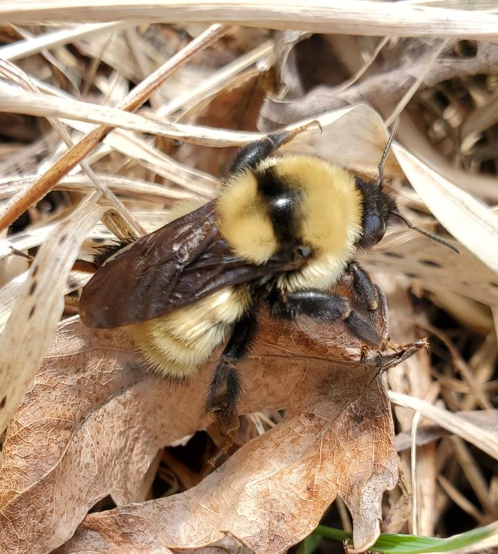 A bumblebee standing on pale yellow dead vegetation. The bee's furry body is black and yellow. It has dark glossy wings and segmented legs.