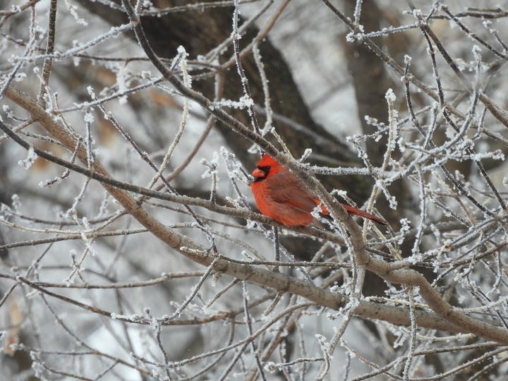 A single bright red cardinal is perched on branches that are covered with frost.