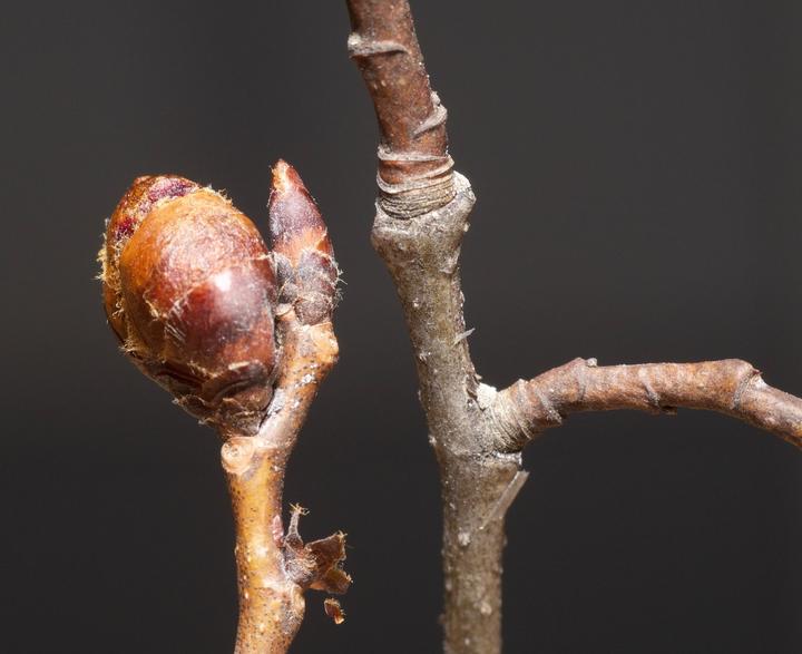 Close-up photo showing buds on a twig of the American elm. The buds are dark red and rusty colored.