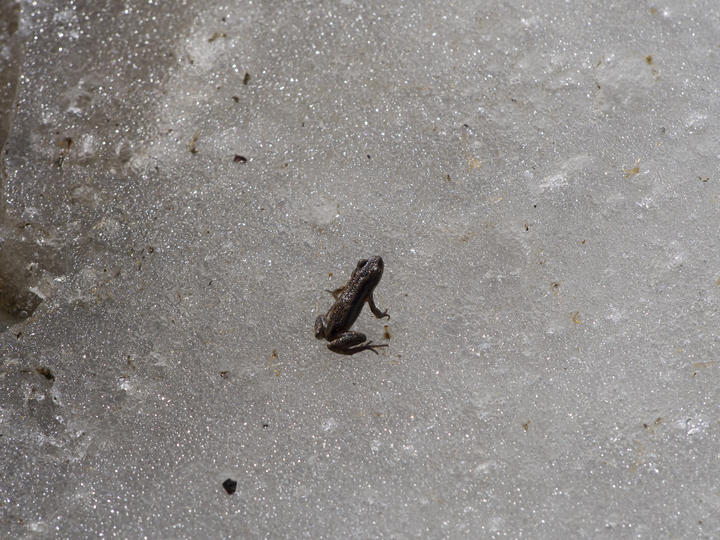 A dark-colored, small frog on ice-covered ground. The texture of the ice suggests that it is melting.