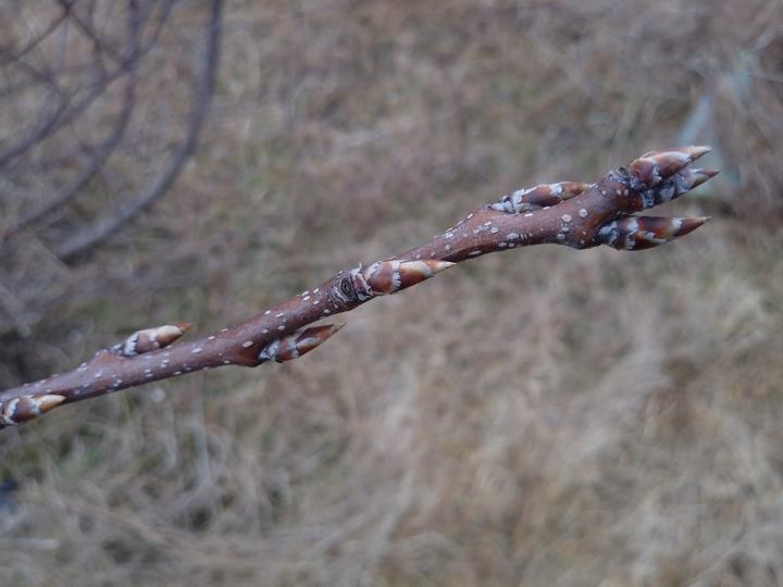 This chokecherry twig is dark brownish-red with small white spots. About eight buds are in the photo and they are long and pointed.
