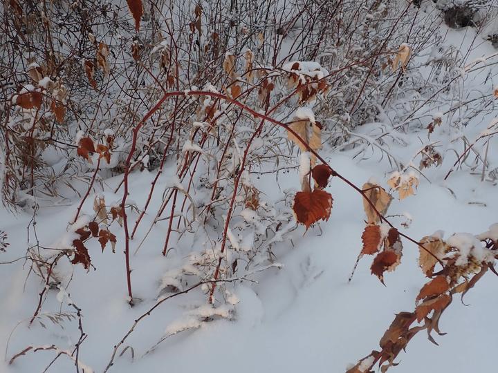 Curving raspberry stems with dried leaves are easy to see against the snow-covered ground. The stems are reddish and the leaves are rusty brown.