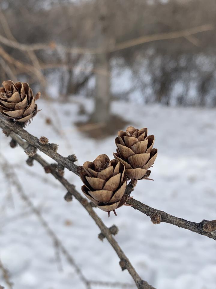 Three small brown cones are supported by a thin twig. Along its length, the twig has pairs of small knobs that occur at roughly regular spacing.