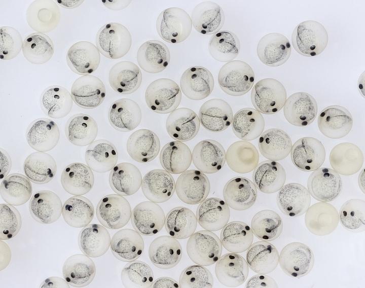 Photo taken with a microscope showing about fifty walleye eggs. Each egg is roughly spherical, transparent pale yellow, and has two black spots.