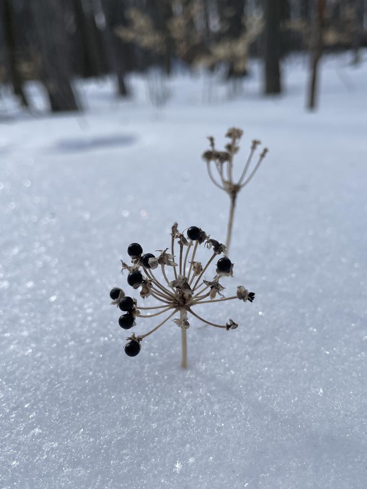 A deep snow drift sparkles in the sunlight, Poking up through the snow are the old seed heads of a wild leek plant.