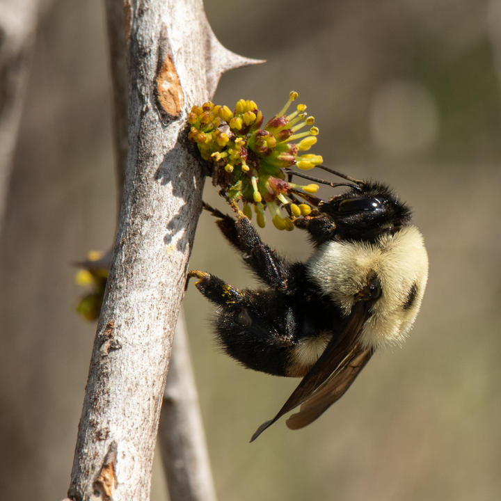 A bumblebee clings to a small yellow flower that grows from a thorny stem. The bee's fuzzy body is pale yellow and black. It has large black eyes and segmented legs.