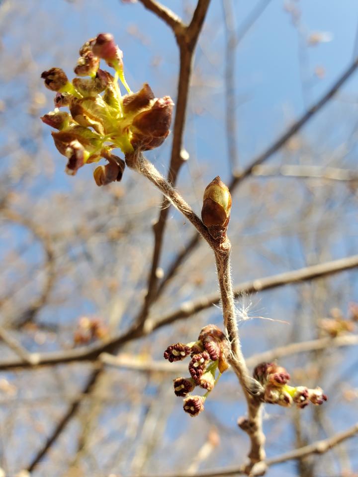 Open flowers of the American Elm are seen here against a bare tree canopy and a blue sky. Colors of the flowers include bright greenish-yellow and dark red.