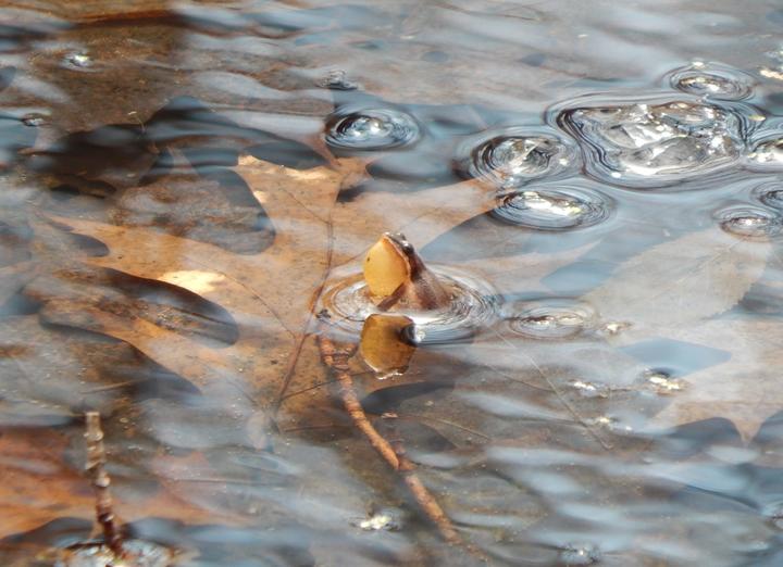 A small brown frog in shallow water with its head above water. Under its jaw, the vocal sac is expanded with air, looking a bit like a large yellow bubble.