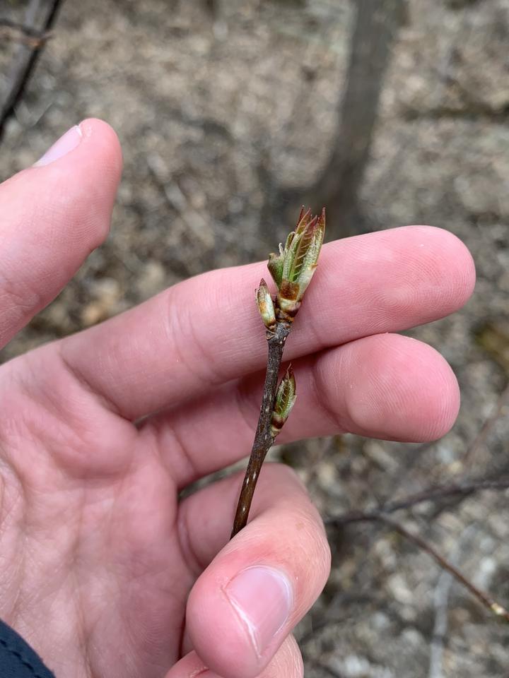 The bud at the tip of this twig is breaking open. Green leaves are visible, but they are still small and have not fully unfolded from the bud.