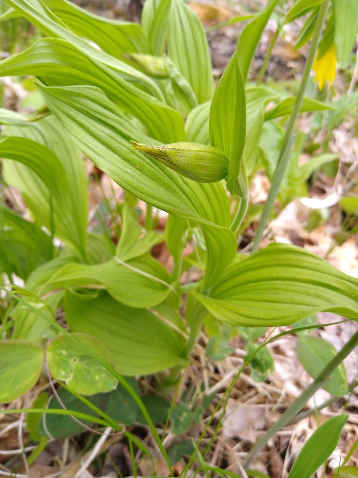 Large leaves have parallel veins and surround a single stem. At the top of the stem is a nodding flower bud that has very small dark brown spots near its tip.