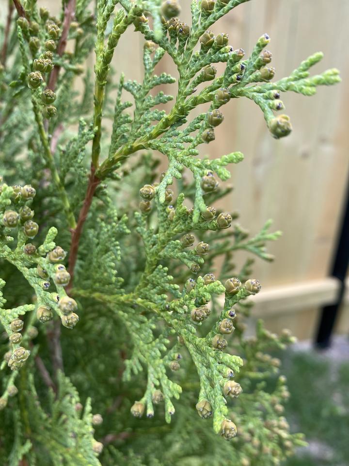 At the tip of green scaly branchlets are clusters of tan scales with black tips. These are the female cones.