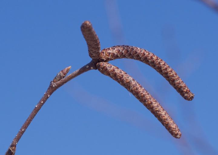 Three cylyndrical catkins are at the tip of one branch. The catkins are shades of reddish-brown and have a scaly texture. These catkins are made up of flower buds that are not yet open.