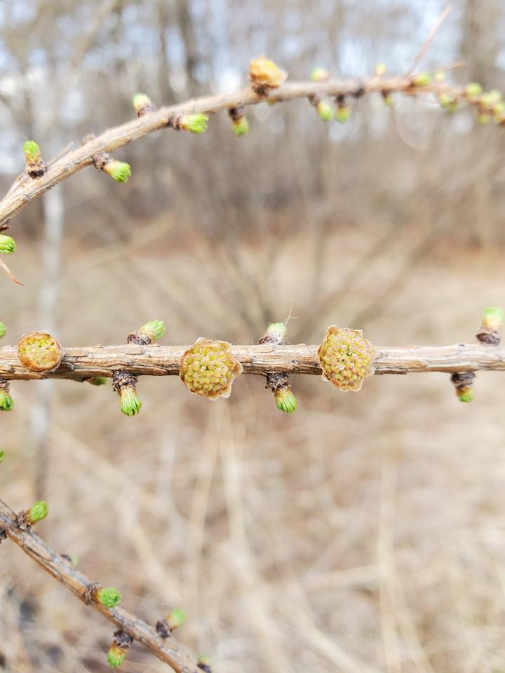 This tamarack twig has some colorful features. The small bright green spots are needles unfolding from breaking buds. The circular, pale yellow spots are open flowers.