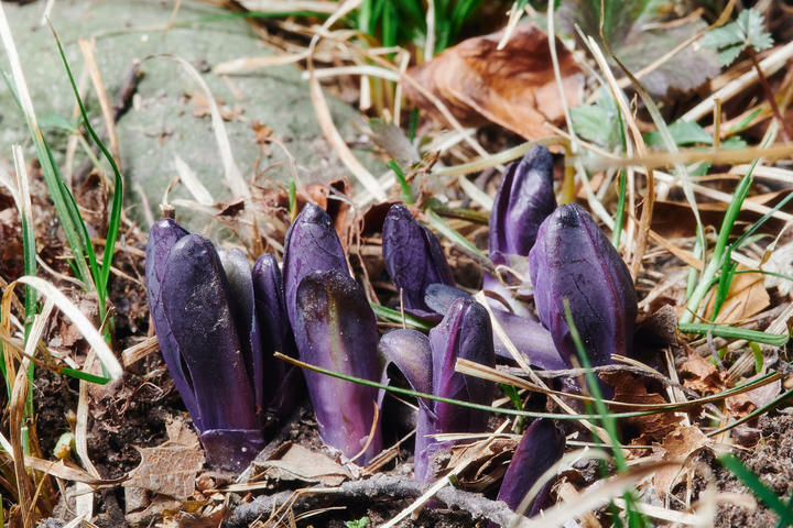New leaves are not yet fully unfolded as they emerge from the soil. They are purple with rounded tops.