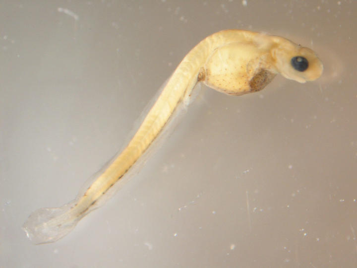 Photo taken with a microscope of a larval walleye. Its pale yellow body is thin with a large belly. It has a large black eye.