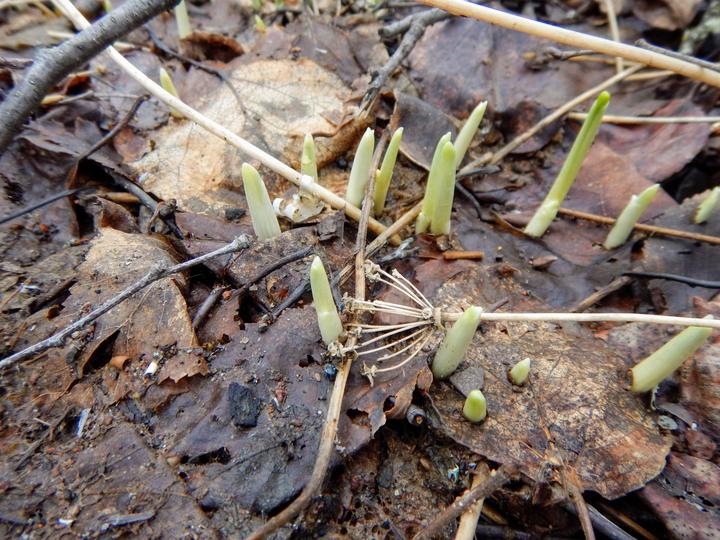 About fifteen pale green shoots are poking up through damp leaf litter on the ground.