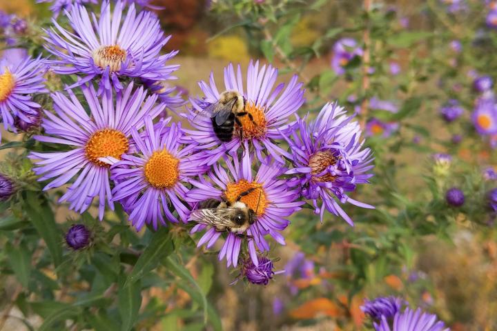 Two bumblebees are on aster flowers. The flowers have orange-yellow centers and long thin petals that are a brilliant pale purple color.