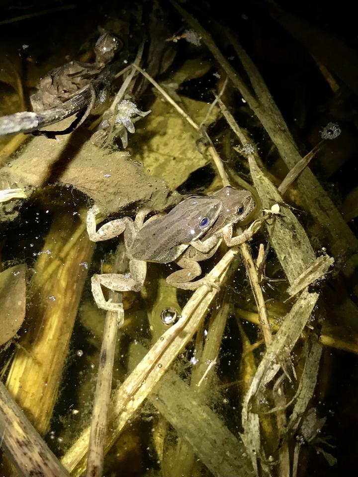 Two pale brown frogs are mating in shallow water. Their heads are above water and they are supporting themselves on submerged vegetation.