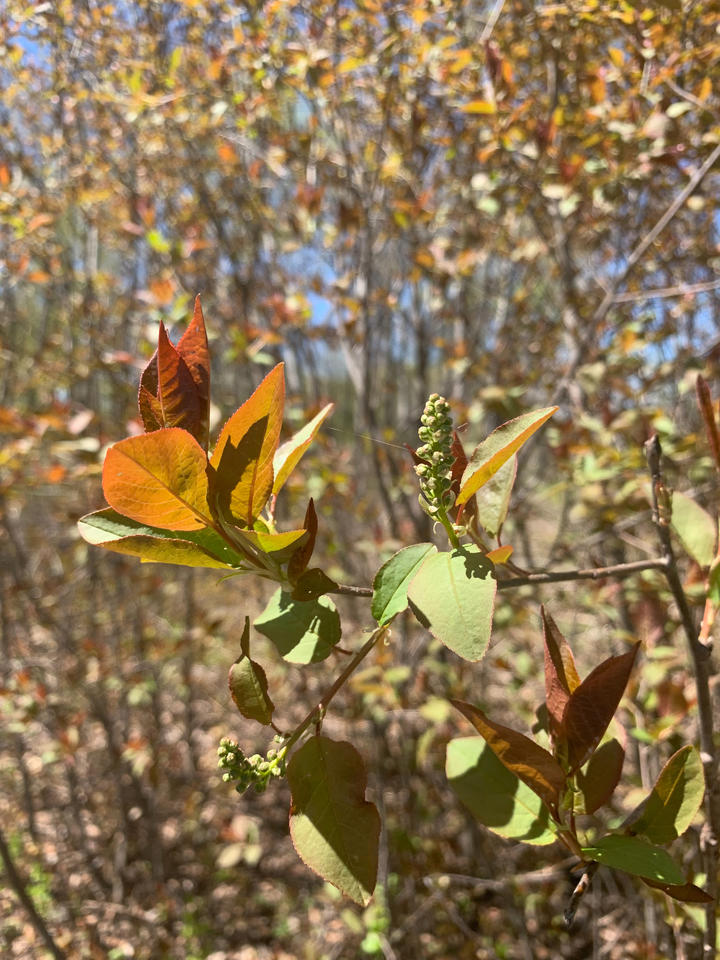 Leaves are now fully expanded and have both reddish orange and green coloration. A cluster of small, green, round buds is also present.