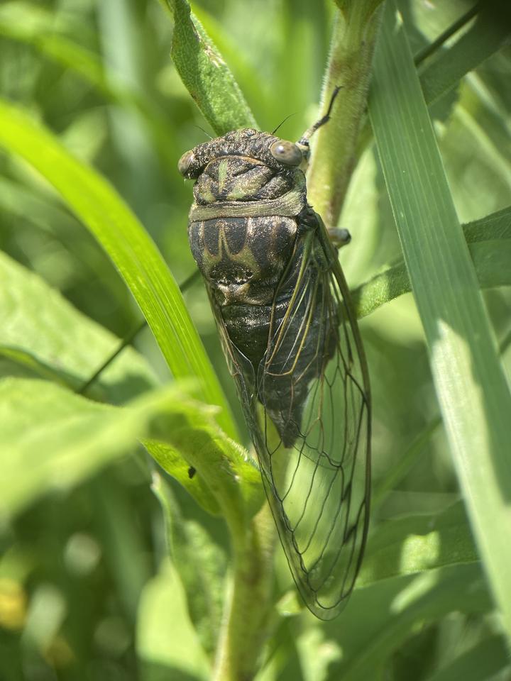 One adult cicada clings to lush green vegetation. It's body is black and dark green. It has a wide head with small eyes and large veined wings that extend beyond its tail.