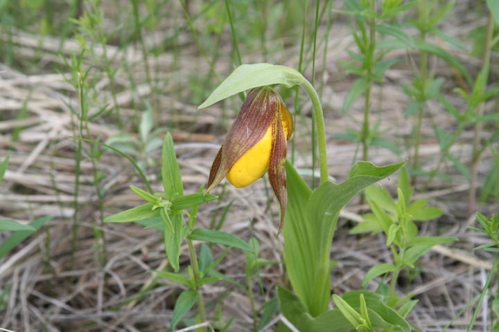 This brilliant yellow slipper-shaped flower is nearly open. Sloping over its curved surface are sheath-like structures that are richly brown in color.