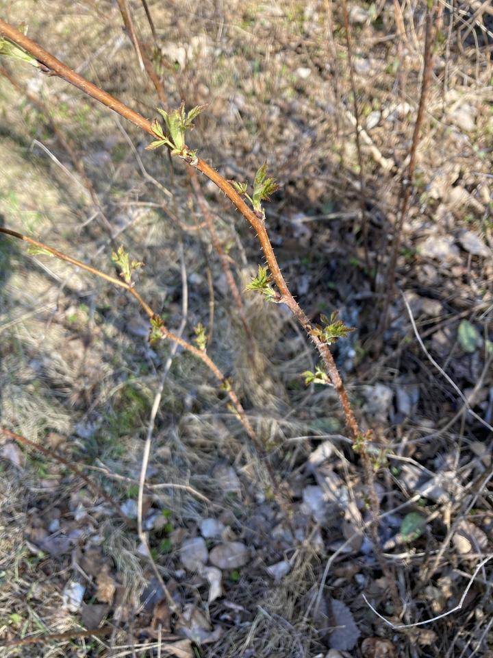 This raspberry stem has new green leaves that are emerging. The leaves are located every few inches along the stem's length. Teh stem is reddish-brown and the leaves are bright green.