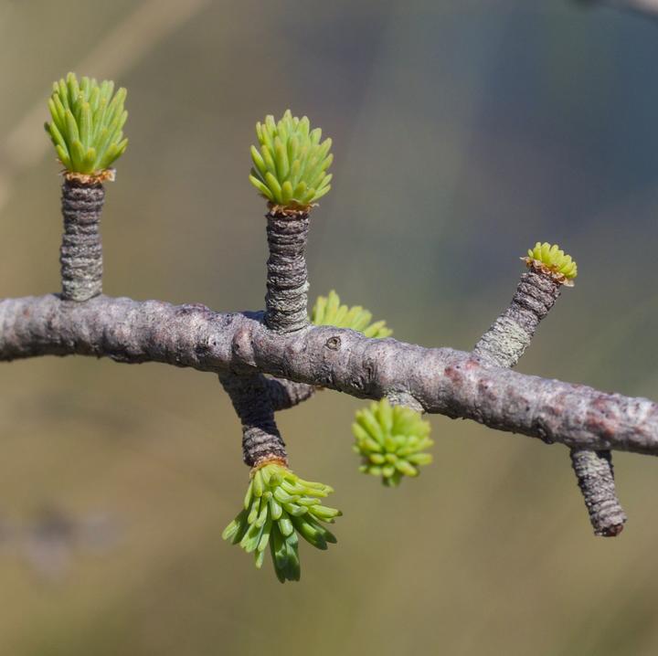 Close-up image of a tamarack twig. Short, cylindrical, ridged offshoots support bundles of brilliant green needles that are still very short.