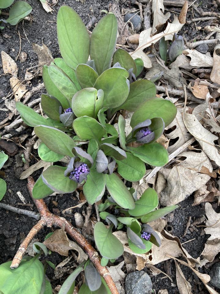A rosette of green leaves with clusters of small, dark purple closed flower buds.