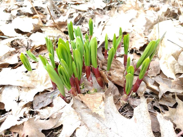 About twenty-five wild leek shoots are growing up from the leaf litter. The leaves are bright green and have pink sheathes around their base.