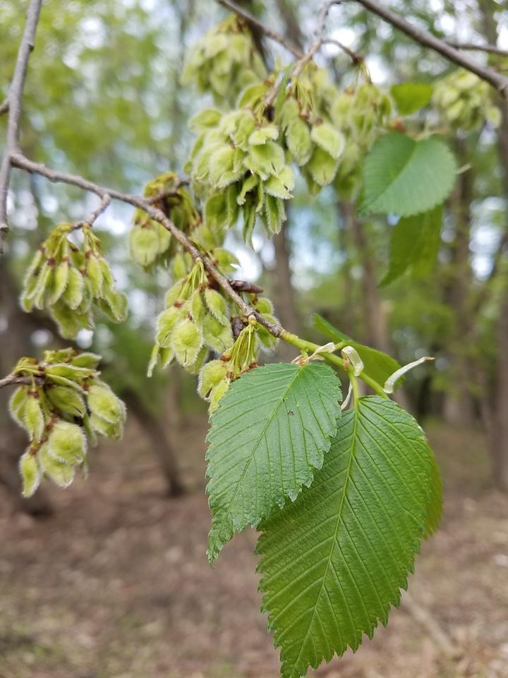 About four bright green leaves are in focus. Also present are clusters of greenish-yellow fruits.