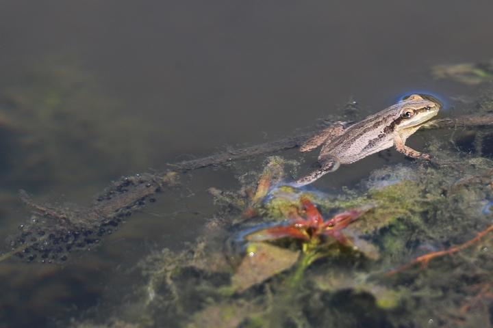 A frog with its head above water rests on submerged vegetation. Its body is pale brown with darker brown markings. Behind it, strings of gelatinous eggs are in the water.