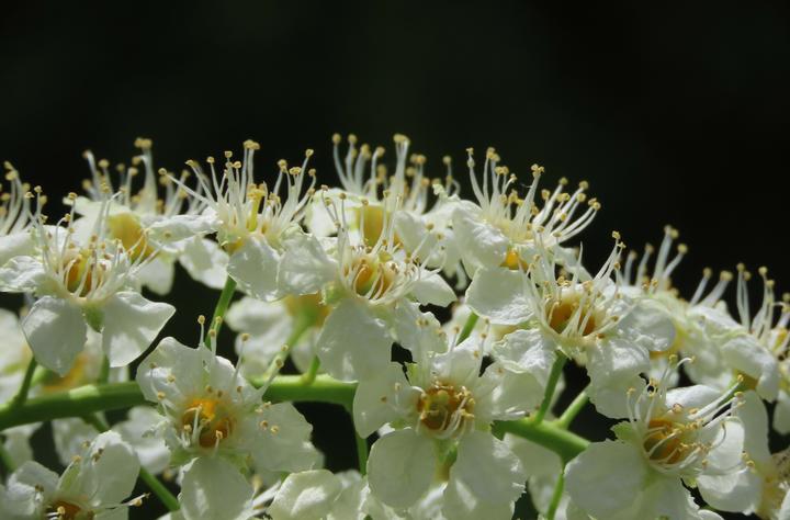 A close-up photo showing open flowers. Each individual flower has a yellow center, five round petals, and supports several (about 25 per flower) spindly, white stamen.