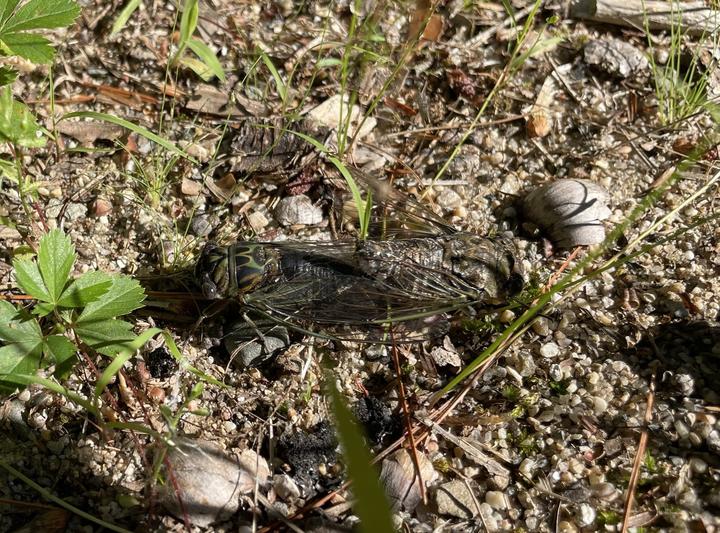 Two cicadas are well-camouflaged against the soil. They are positioned tail-to-tail because they are mating.