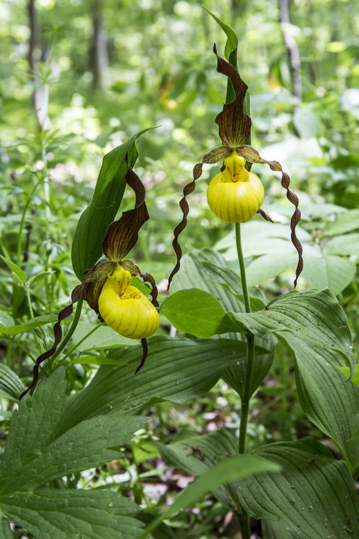 Two bright yellow slipper-shaped flowers are in a lush woodland setting.