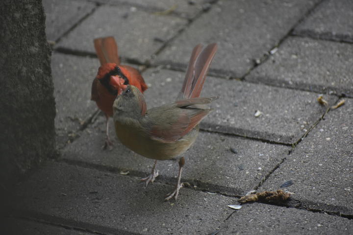 A male and female cardinal are positioned with their heads turned and their bills touching. This is a courtship behavior.