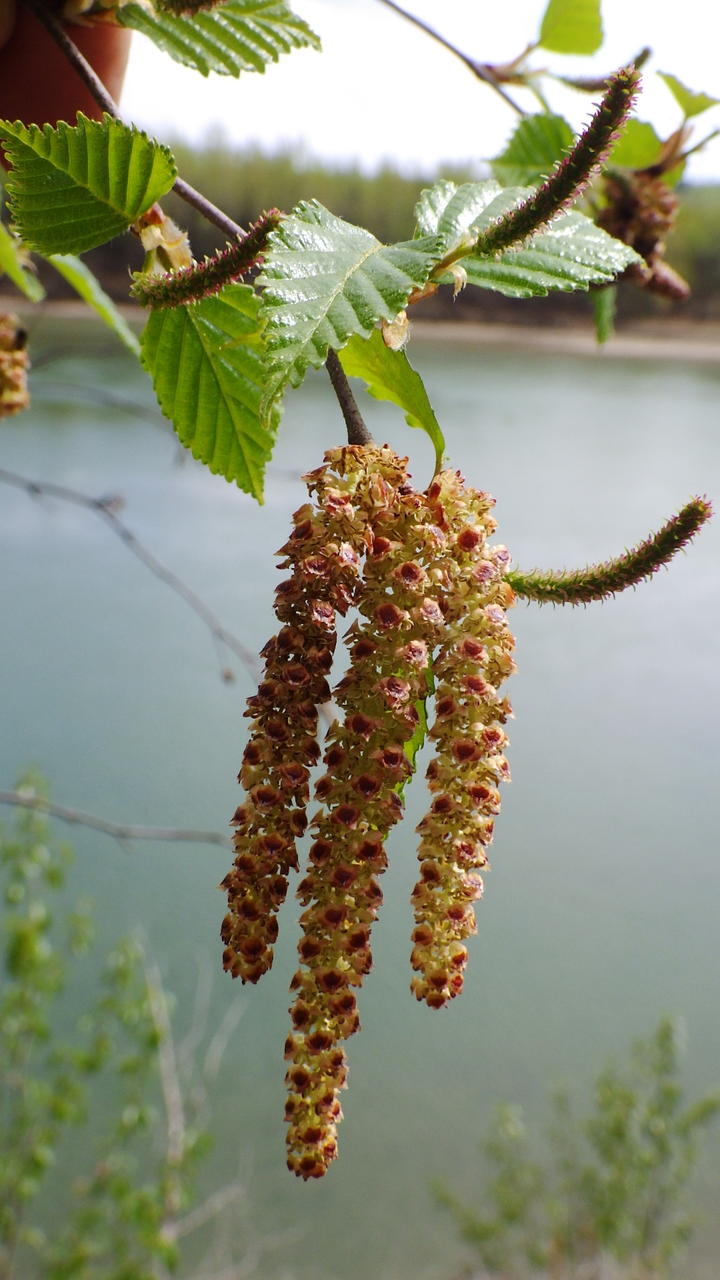 Twig of a paper birch with both male and female flower catkins. The male flowers droop down and are shades of yellow and brown. The female catkins are smaller and swoop upwards.