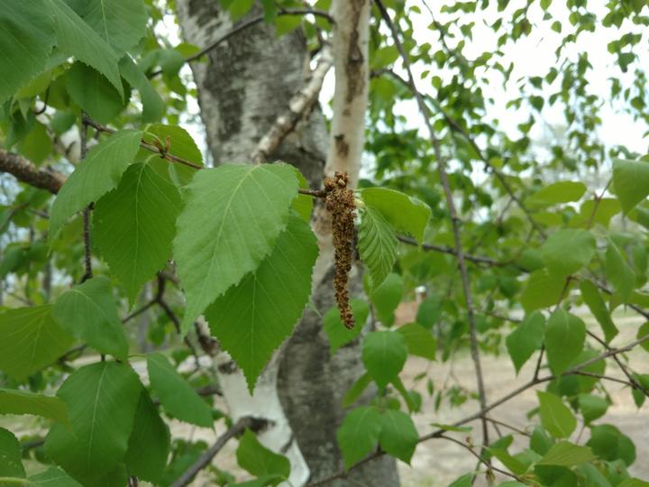 In the center of this image is what remains of the spent male flower catkin. It is brown, dry, and will eventually fall off the tree.
