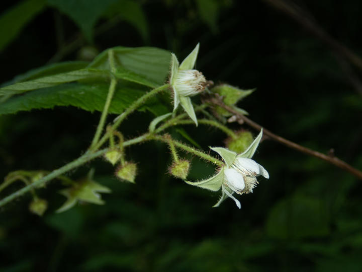 A close-up photo showing raspberry flowers, both open and closed. Open flowers have five white petals. Within the petals are many spindly, pale green parts.
