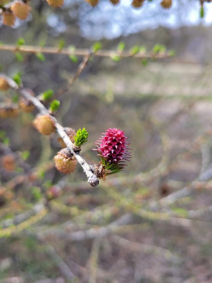 Twig of a tamarack tree with a brilliant magenta female flower. It has triangular scales and is upright at the end of the twig.