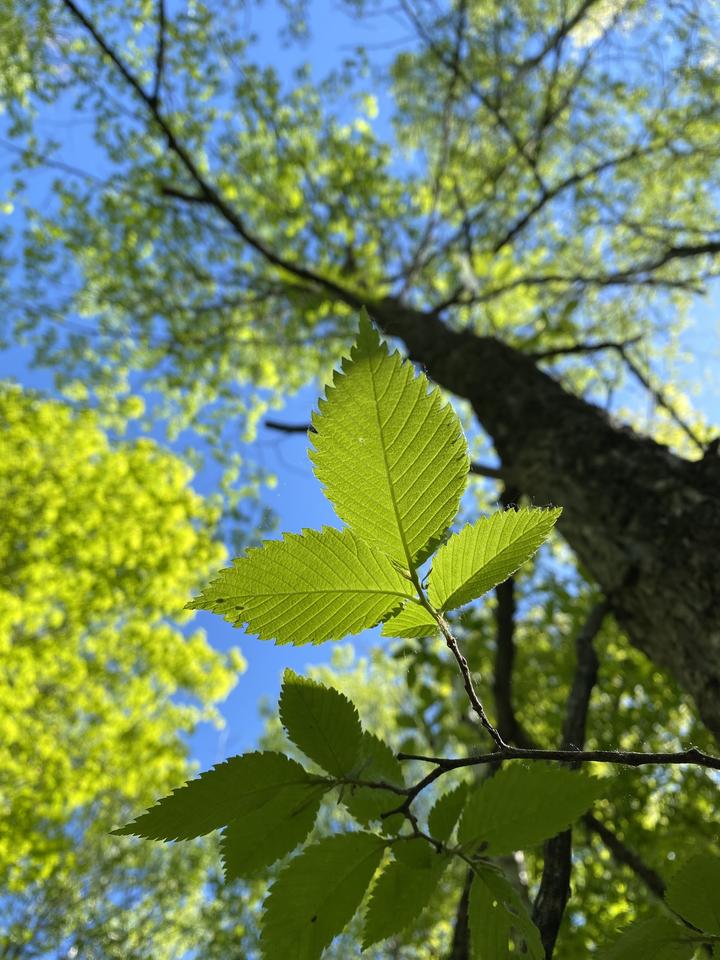 Looking up at the canopy, sunlight filters through green leaves of the elm tree.