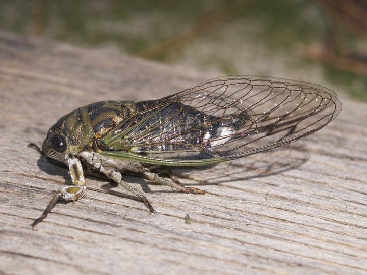 One large insect is standing on a flat, gray-brown piece of lumber. The insect is dark on top with whitish underparts. It has stiff wings that extend behind its tail.