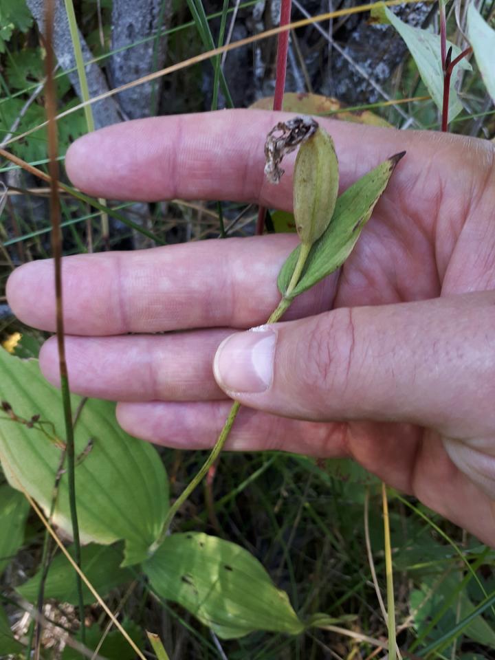 One large, pale green pod (fruit) is attached where the orchid flower had been.