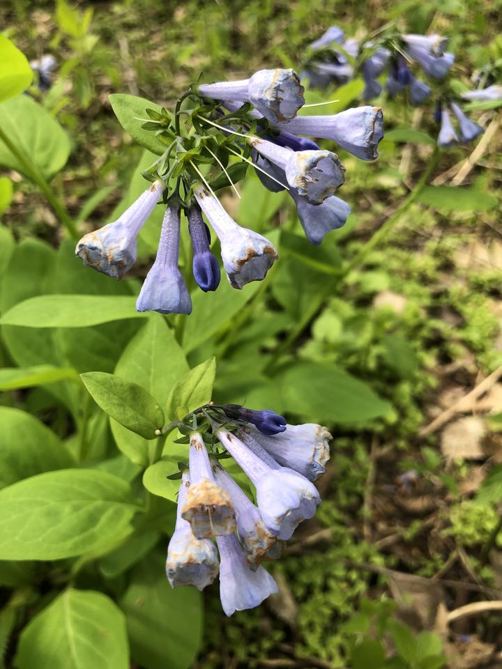 Virginia bluebells with flowers in varying stages. A few buds are still closed and many flowers are starting to turn pale brown. A few spent flowers have dropped their petals.