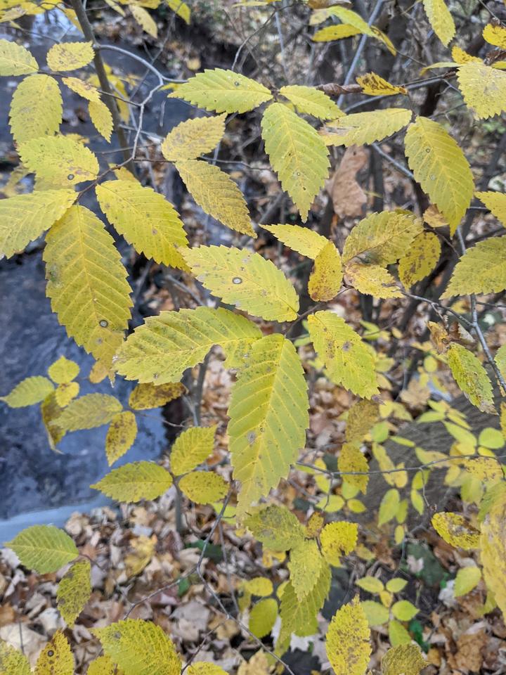 This photo shows yellow-green leaves of an elm tree in fall.